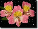 pink alstroemeria