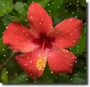 red hibiscus