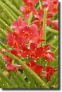red orchid