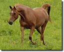 Arabian horse in the rain