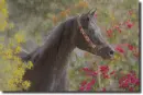 Arabian horse in the rain