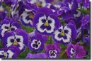 Pansy in the rain