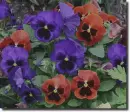 Pansy in the rain