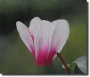 Cyclamen in the rain