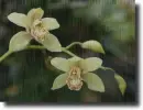 Cymbidium in the rain