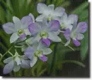 Dendrobium in the rain