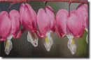 Dicentra in the rain