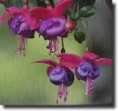 Fuchsia in the rain