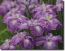 Iris in the rain