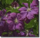 Purple clematis in the rain
