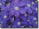 Purple clematis in the rain