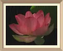 Lotus flower in the rain