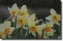 Narcissus in the rain
