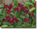 Red masdevallia in the rain