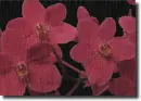 Red orchid in the rain