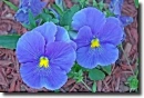 Yellow pansy
