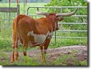 HDR ankole-watusi