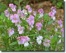 Pansies