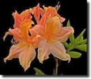 Azalea
