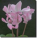 Cyclamen