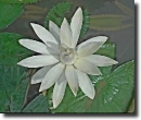 White lotus flower