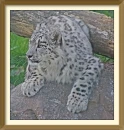 Snowleopard