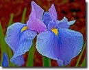 iris
