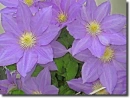 Purple clematis