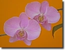 Purple orchid