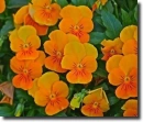 Orange pansy