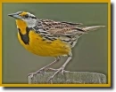 Yellow warbler