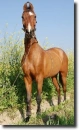 Brown marwari