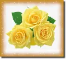 3 yellow rosa