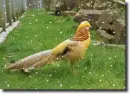 Gold pheasant