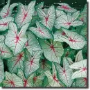Caladium