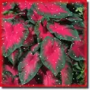 Caladium