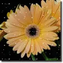 Gerbera