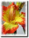 Gladiolus