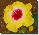 Hibiscus