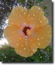 Hibiscus