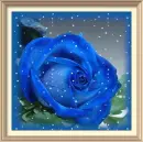 Blue rosa