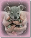koala
