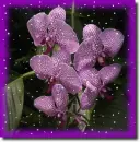 Purple orchid