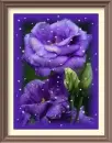 Lisianthus