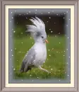 bird