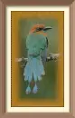 Motmot
