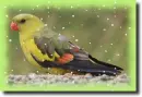 parrot