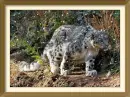 Snowleopard