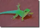 Gecko in the rain