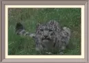Snowleopard in teh rain
